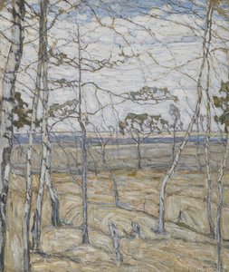 Birch Trees